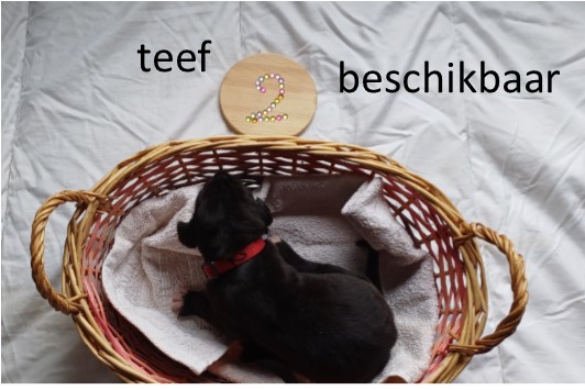 duitse dog pup