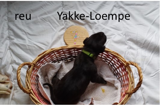 duitsedog pup