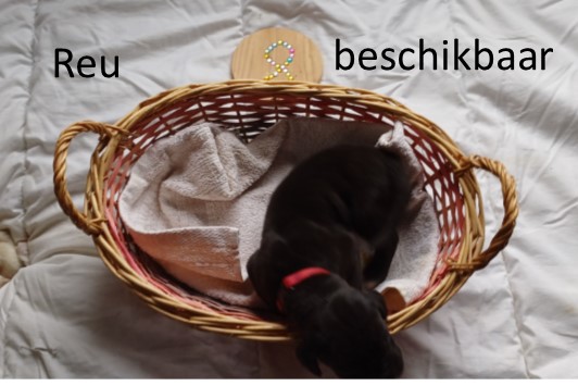 duitse dog pup
