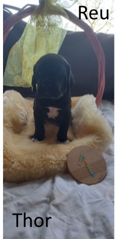 duitse dog pup