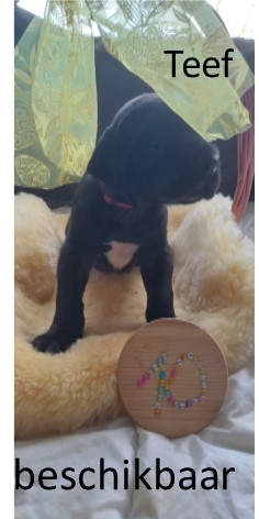 duitse dog pup