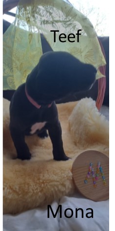 duitse dog pup