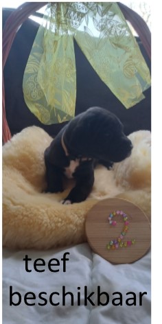duitse dog pup