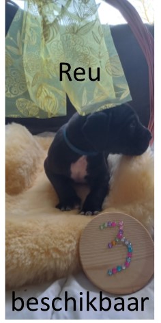 duitse dog pup