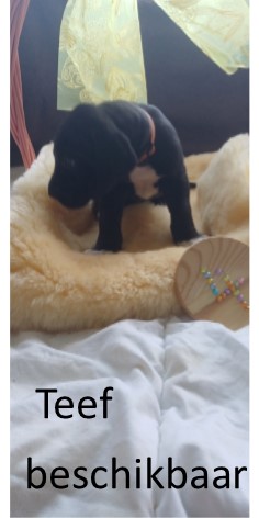 duitse dog pup