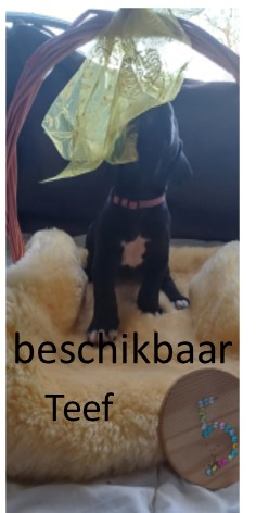 duitse dog pup