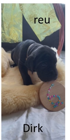 duitsedog pup