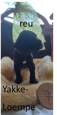 duitse dog pup
