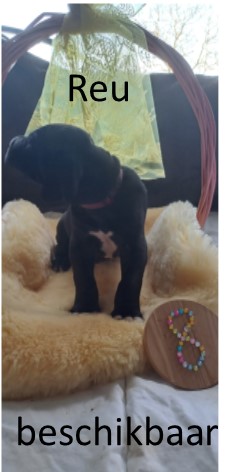 duitse dog pup