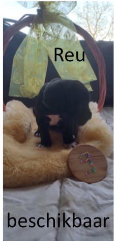 duitse dog pup