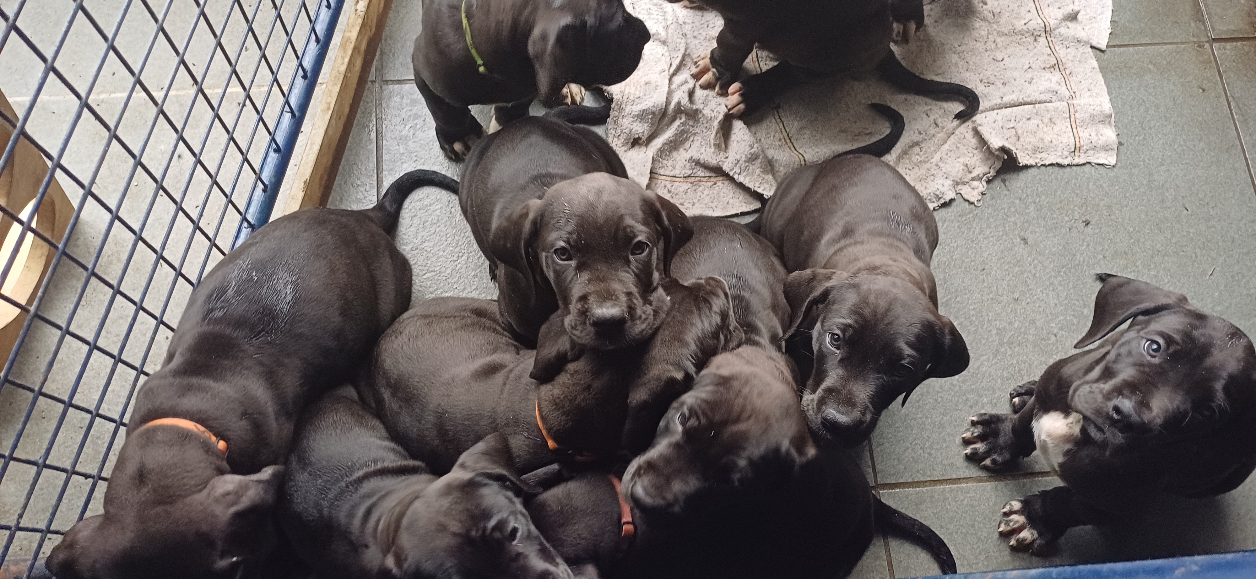 duitse dog pups