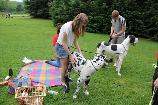 verassing-verjaardag-een -dog